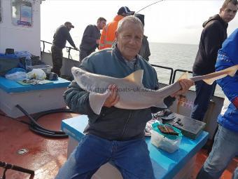 15 lb 7 oz Starry Smooth-hound by kevin