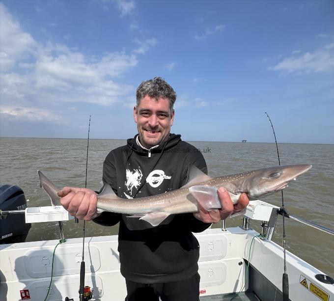 5 lb 3 oz Starry Smooth-hound by Troy