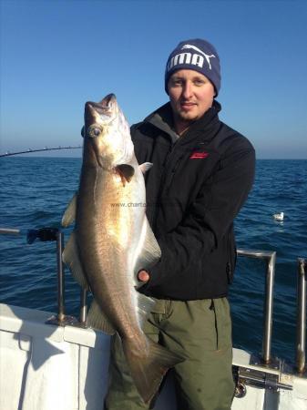 13 lb Pollock by Radu