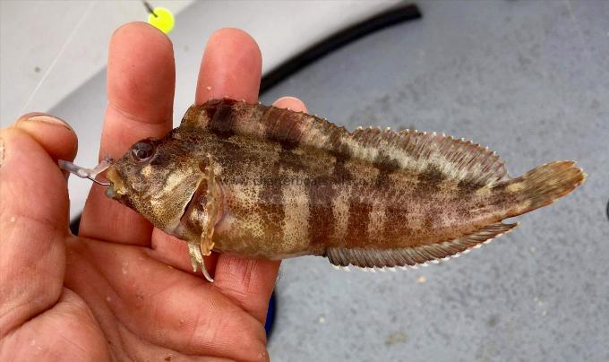 1 oz Tompot Blenny by Tompot blenny