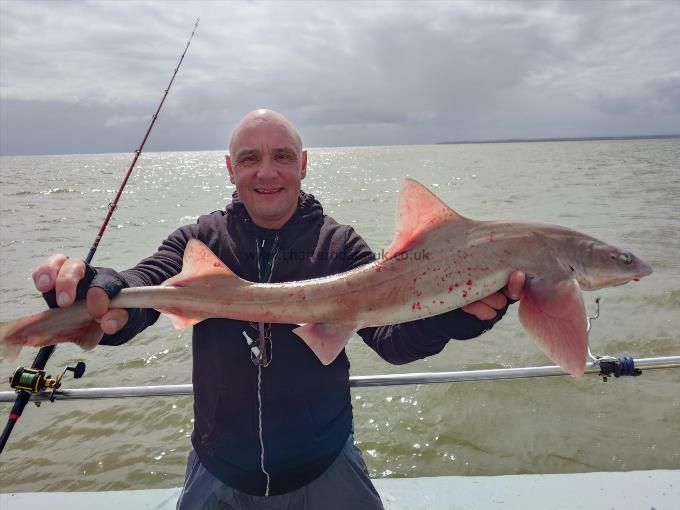 8 lb Starry Smooth-hound by Gary