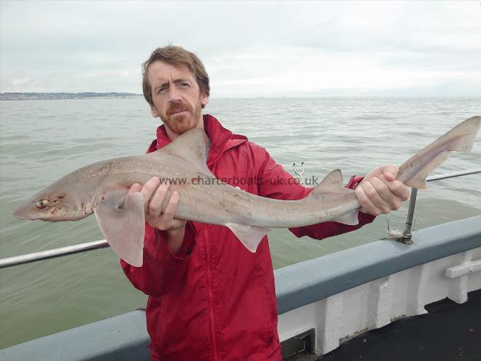 7 lb 6 oz Starry Smooth-hound by Justin