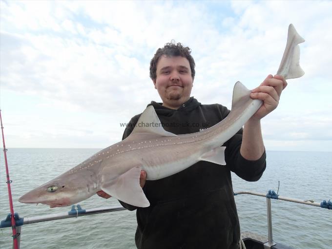 2 oz Smooth-hound by Unknown