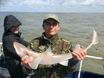 5 lb Smooth-hound by Unknown