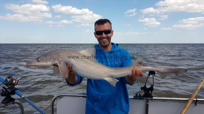 10 lb Starry Smooth-hound by Tony