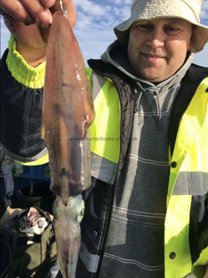 1 lb European Squid by Yanis caught a squid