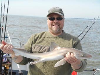 5 lb Starry Smooth-hound by David Mingay