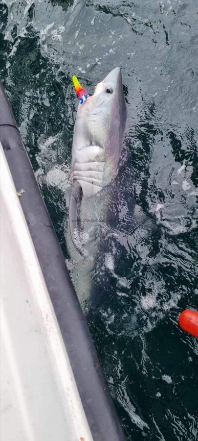 160 lb Porbeagle by Stuart Evans