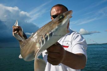 8 lb Starry Smooth-hound by Me