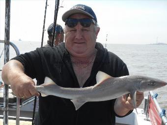 4 lb Starry Smooth-hound by Martin