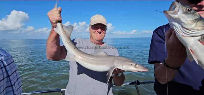 7 lb Starry Smooth-hound by Unknown