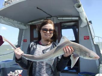 10 lb Starry Smooth-hound by Unknown