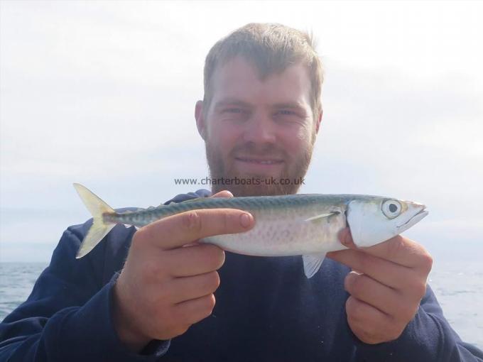 10 oz Atlantic Chubb Mackerel by Unknown