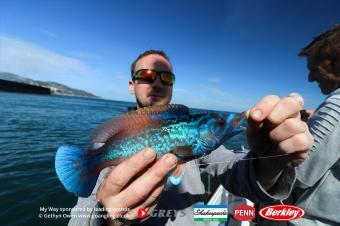 1 lb Cuckoo Wrasse by Nai