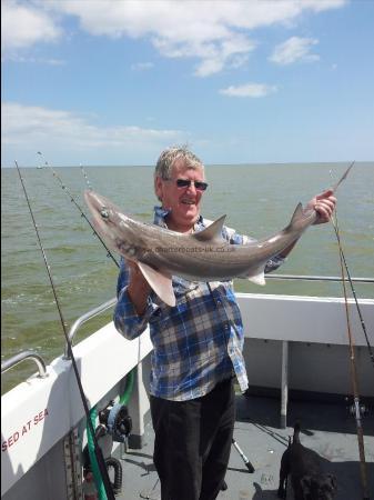 18 lb 4 oz Starry Smooth-hound by Dave Porter