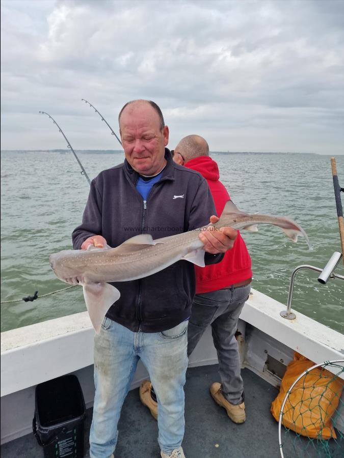 7 lb Smooth-hound (Common) by Kieth the fishing machine