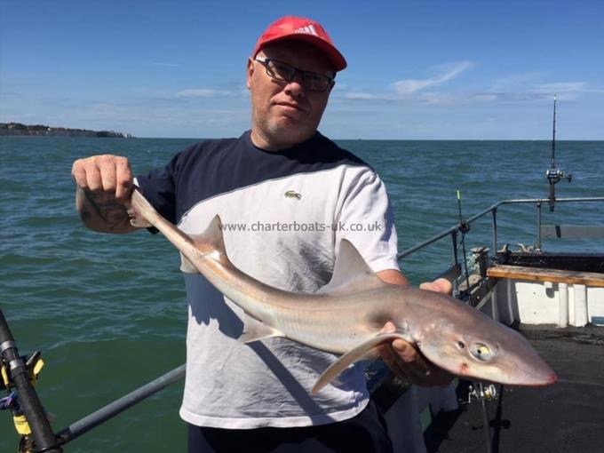 6 lb Smooth-hound (Common) by Unknown