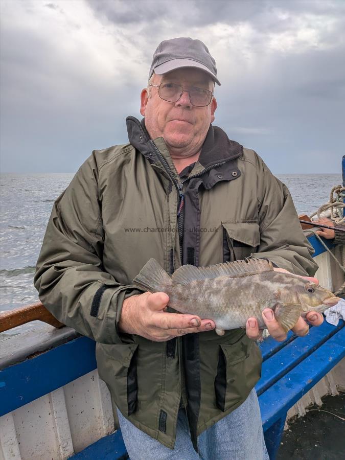 2 lb 4 oz Ballan Wrasse by Unknown