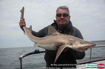 17 lb Starry Smooth-hound by Dave
