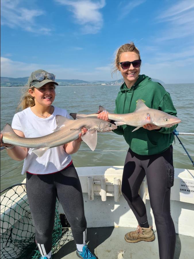 8 lb 3 oz Smooth-hound by Unknown