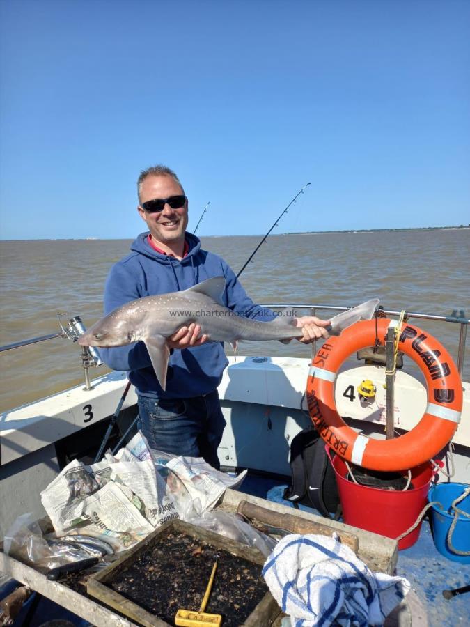 9 lb Smooth-hound by Unknown