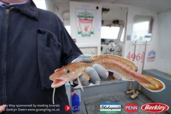 11 lb Ling by Ash