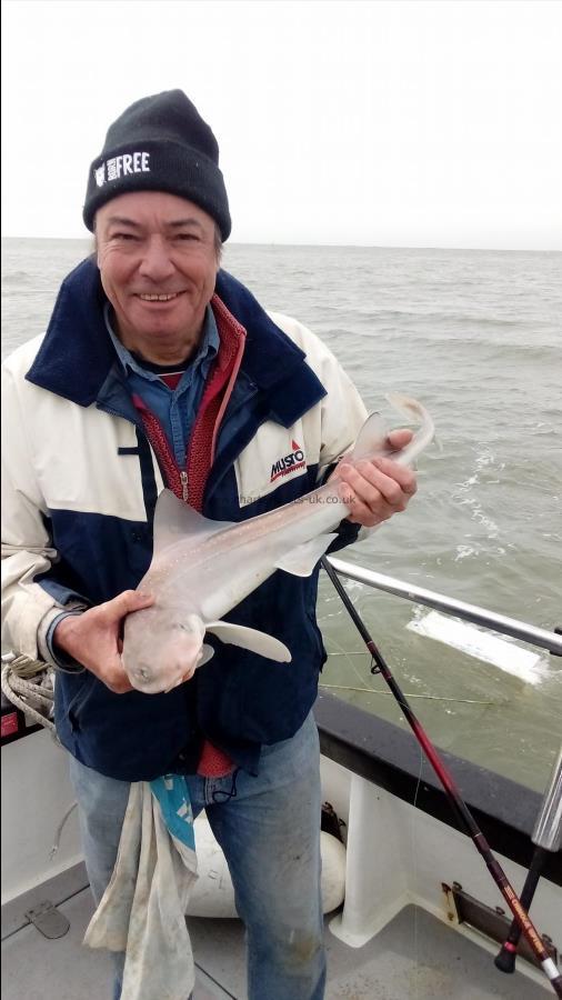 2 oz Smooth-hound by Unknown