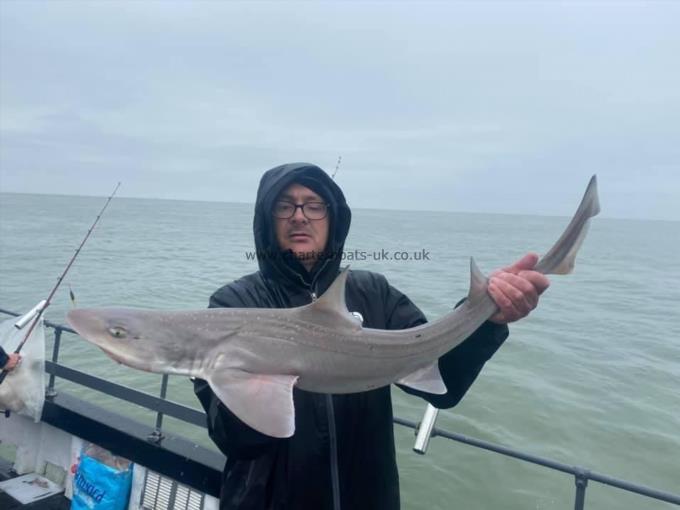 13 lb Smooth-hound (Common) by Unknown