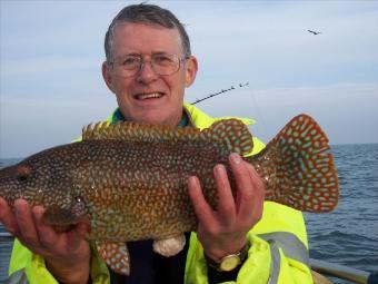 5 lb 8 oz Ballan Wrasse by Alan Derry