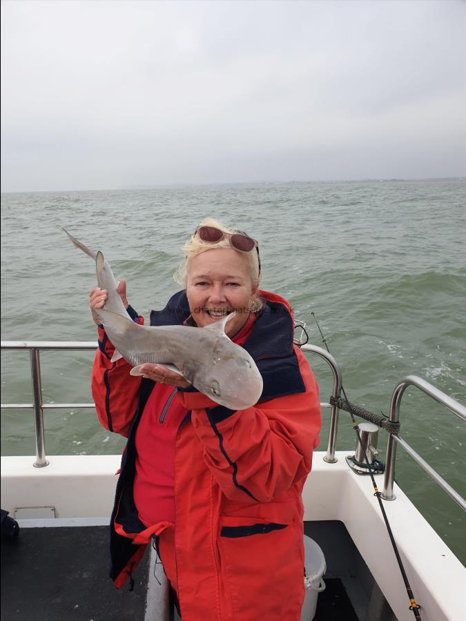 5 lb Starry Smooth-hound by Bob Marshall