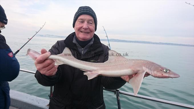 5 lb 3 oz Starry Smooth-hound by John from Kent