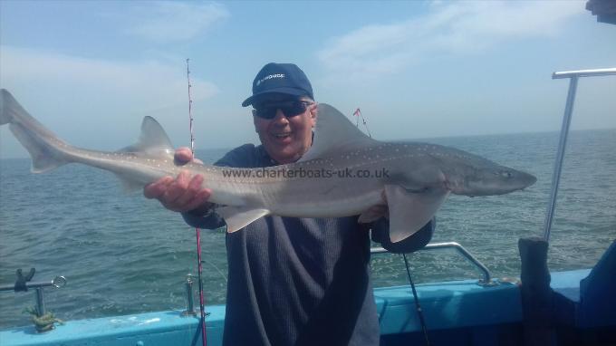 10 lb 5 oz Starry Smooth-hound by JOHN