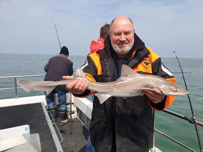 6 lb 8 oz Smooth-hound (Common) by Bob Marshall