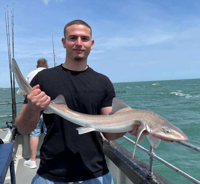 6 lb Starry Smooth-hound by Unknown