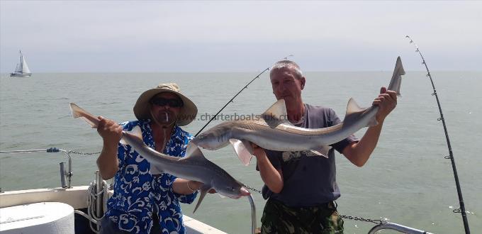 15 lb Starry Smooth-hound by Unknown