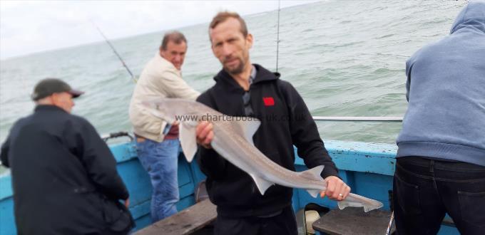 8 lb Smooth-hound (Common) by Unknown