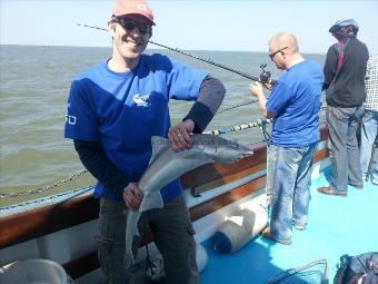 10 lb Smooth-hound by Unknown