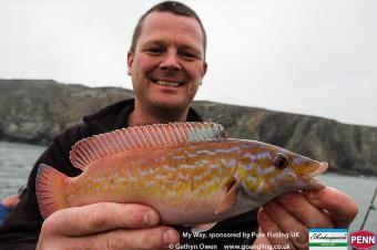 1 lb Cuckoo Wrasse by Tony