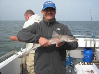 5 lb Starry Smooth-hound by Unknown