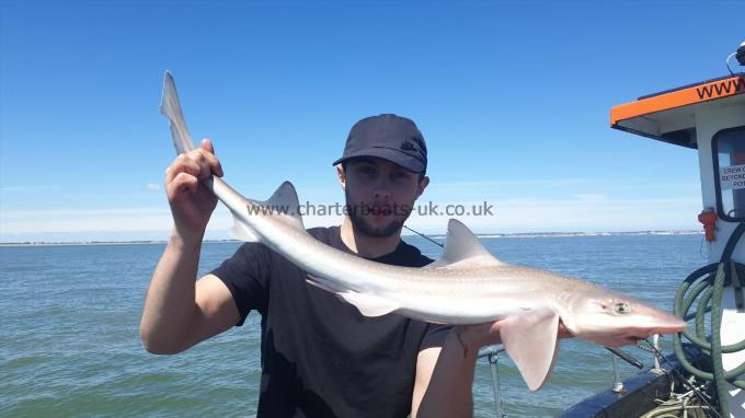 7 lb 2 oz Smooth-hound (Common) by Unknown