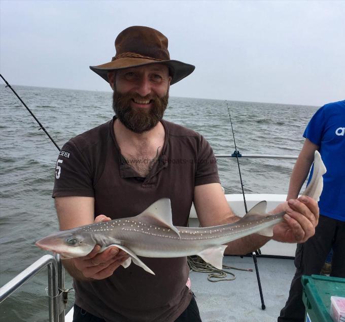 1 lb Starry Smooth-hound by Pete