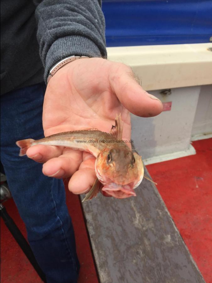 8 oz Grey Gurnard by Unknown