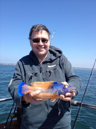 1 lb 15 oz Cuckoo Wrasse by Andy E