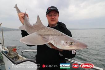 6 lb Starry Smooth-hound by Unknown