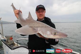 6 lb Starry Smooth-hound by Unknown