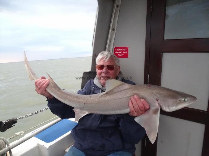2 oz Smooth-hound by Unknown