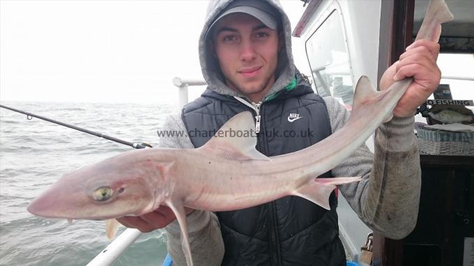 8 lb 8 oz Starry Smooth-hound by Dan from Ramsgate