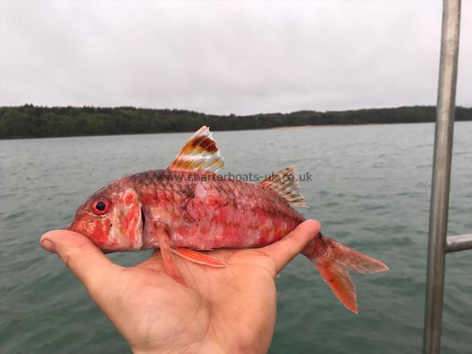 1 lb 1 oz Red Mullet by Unknown