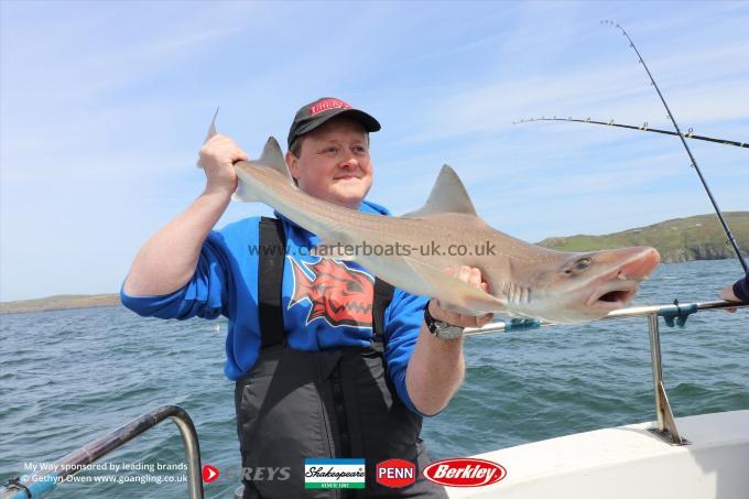 11 lb Starry Smooth-hound by Mikee