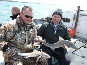 9 lb Starry Smooth-hound by Unknown